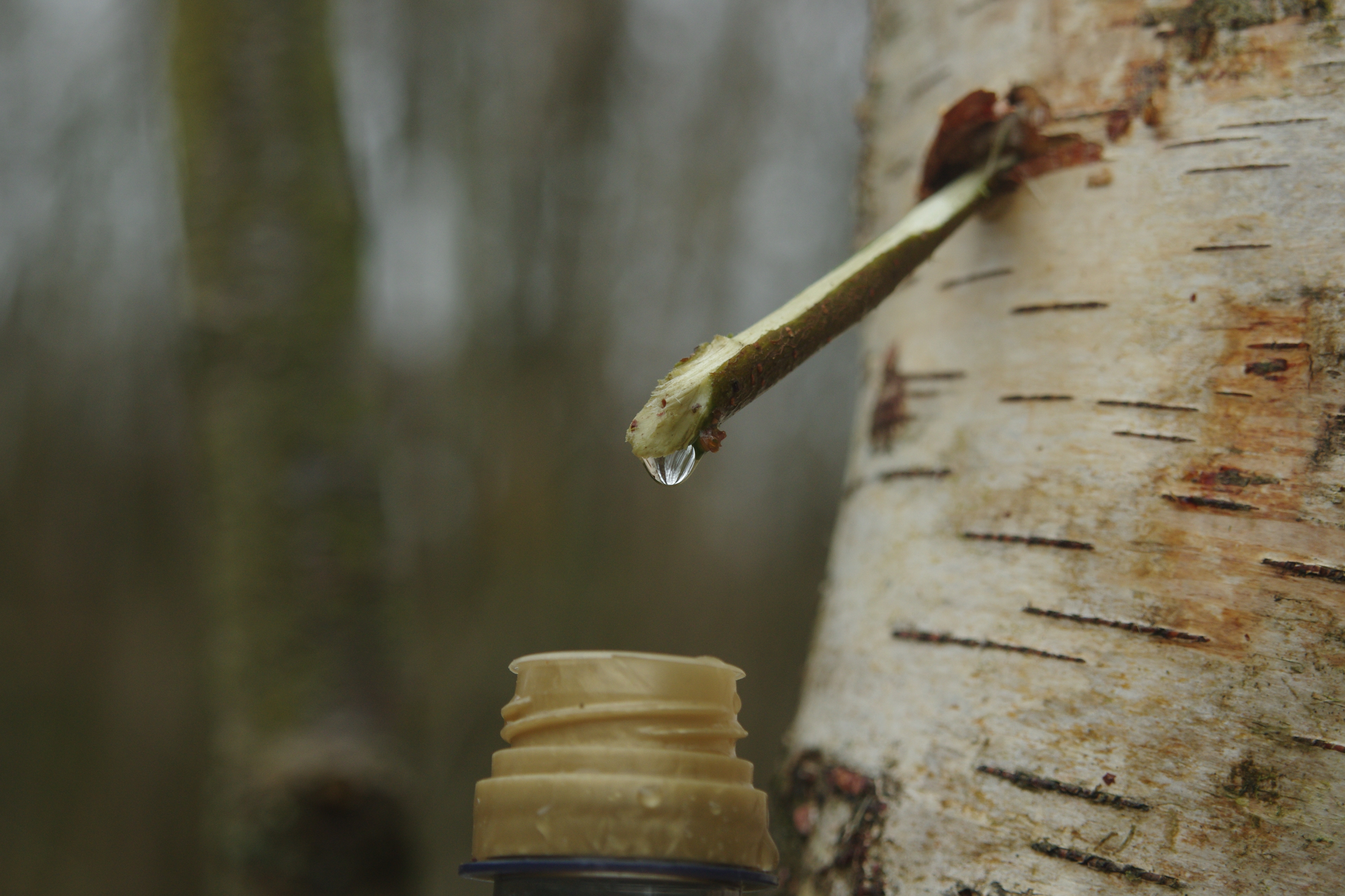 Tapping tree sap